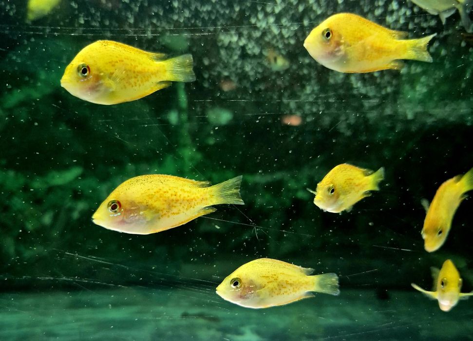 Żółtaczek indyjski