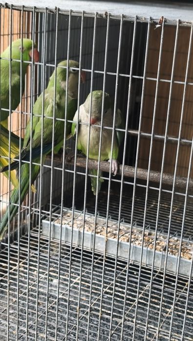 Conures de peito cinza