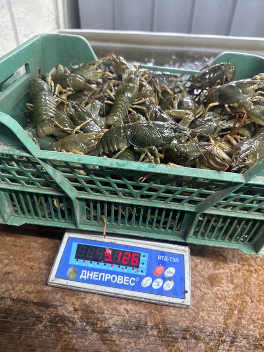 Живі та варені раки в наявності