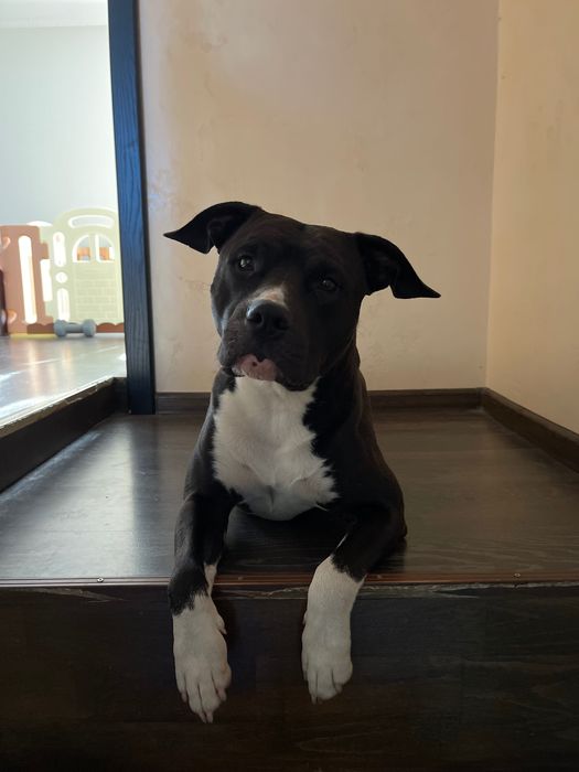 Вʼязка амстафф. Кобель шукає дівчинку