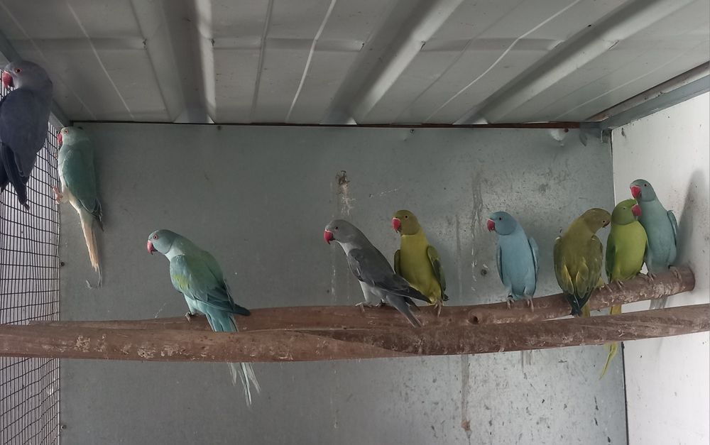 Ring necks V.  mutações