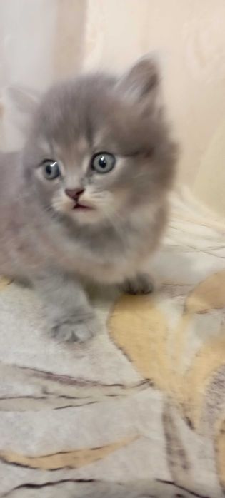 Котики шотландской вислоухой