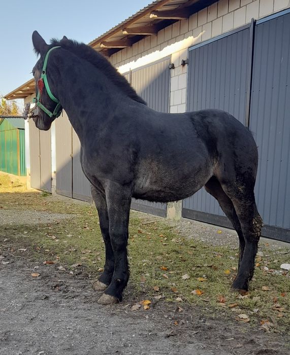 Zrebica zimnokrwista