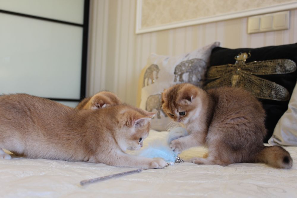 Золоті Шиншили. Кошенята неймовірної краси