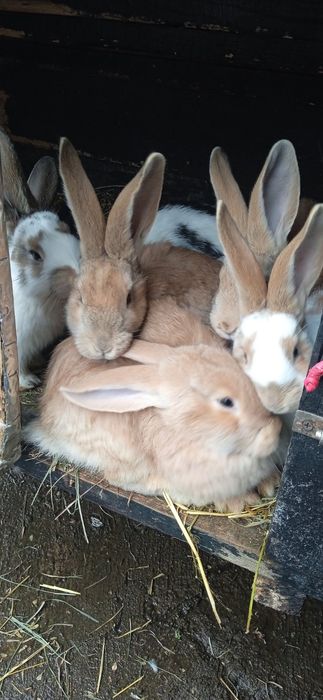 Продаються кролі та кроленята