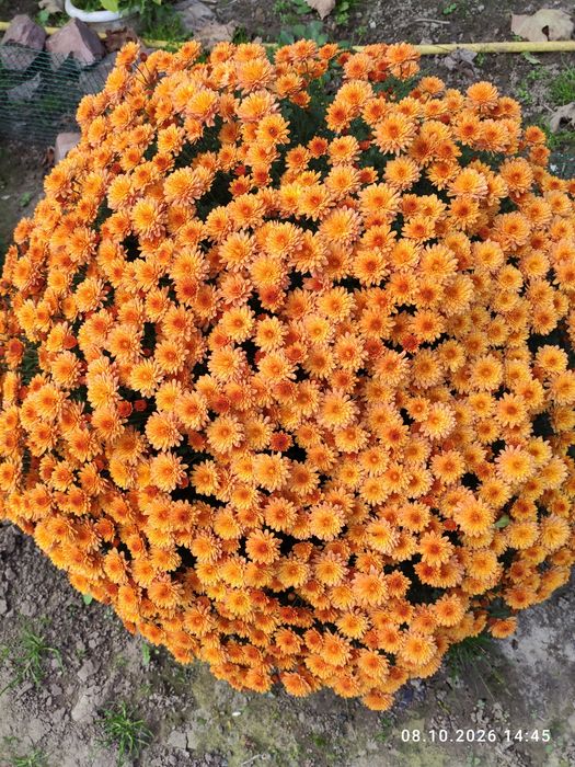 Хризантеми мультифлора