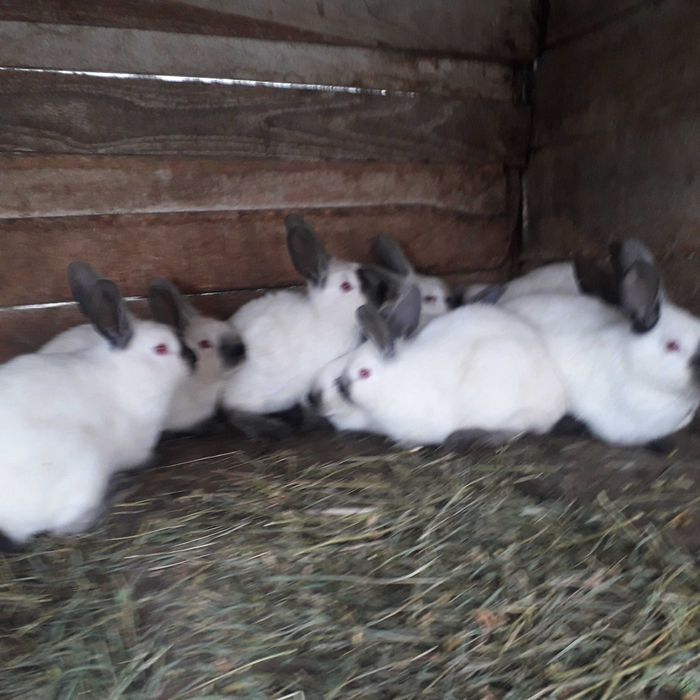 Продаж кролів каліфорнійців