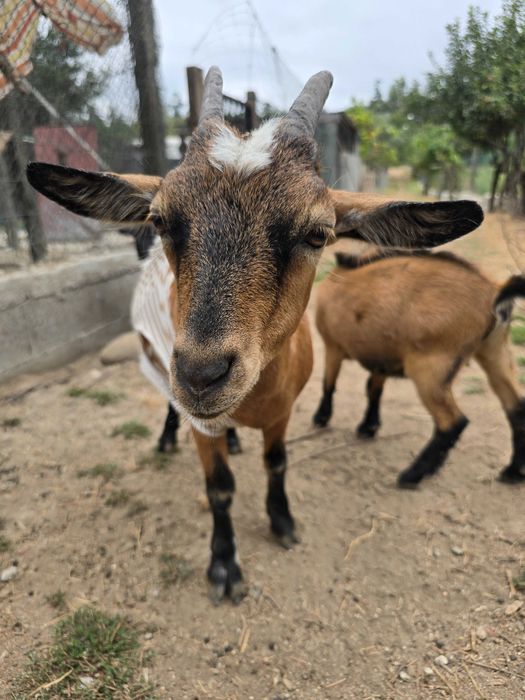 Cabras Anãs Adoráveis – Carinhosas e Bem Socializadas