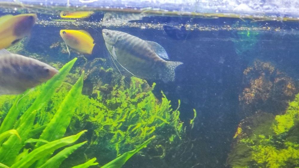 2 Gurami marmurkowe