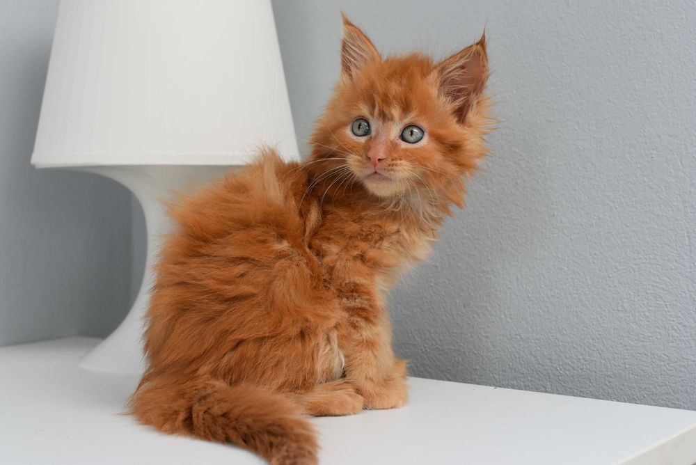REZERWACJA/Cudna Ruda kotka Maine Coon/Rodowód FPL