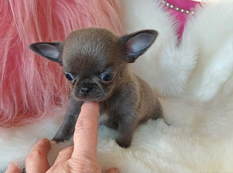 Chihuahua przepiękny maleńki niebieski  chłopczyk