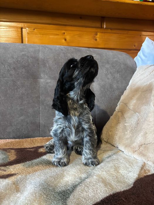 SZCZENIAK Cocker Spaniel Angielski