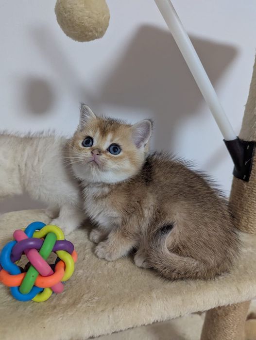 Szkocka kotka dziewczyna