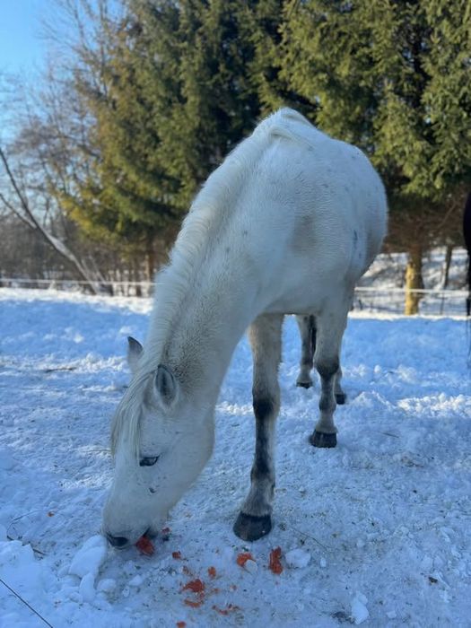 Klacz kuc feliński tarant