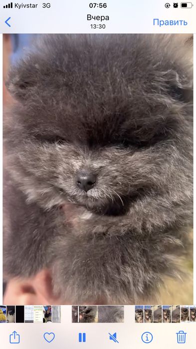 Померанский шпиц , 1 месяц,