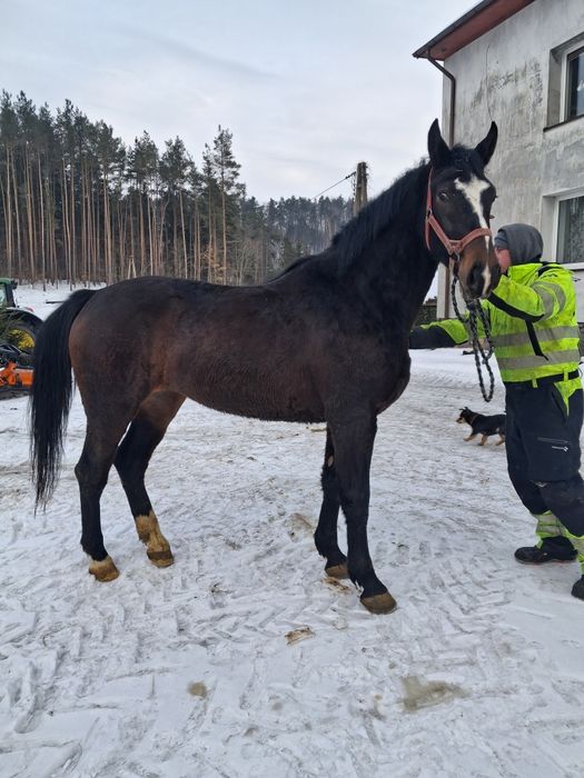 Klacz slaka po rodzicach programowych