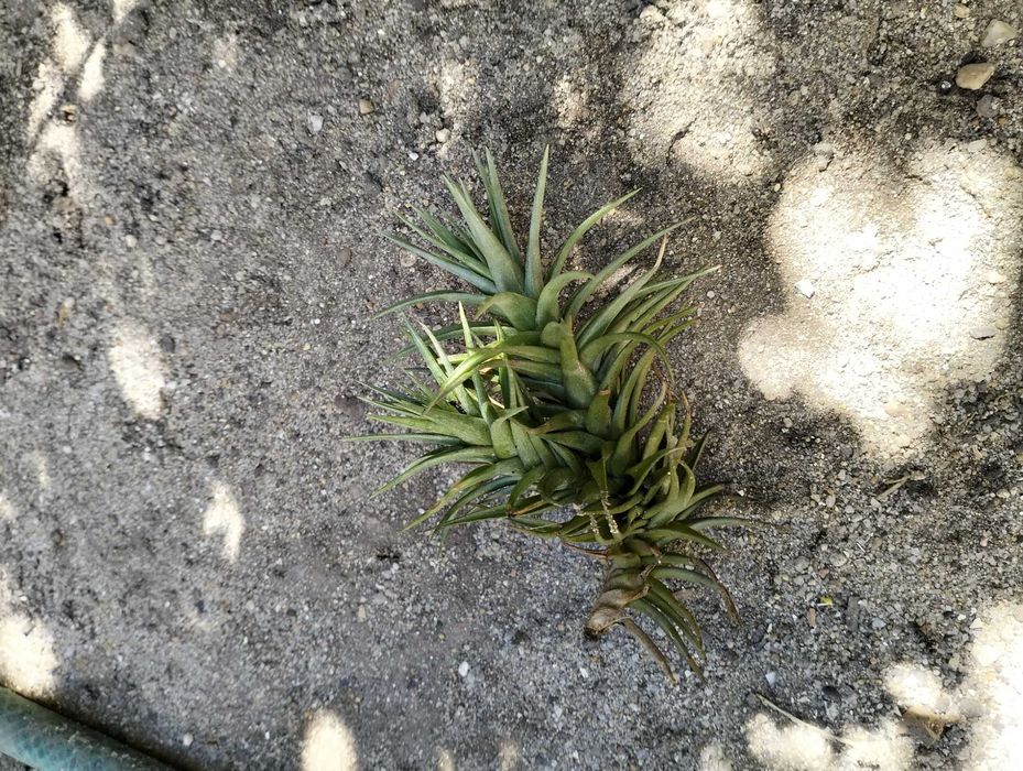 Planta Tillandsia