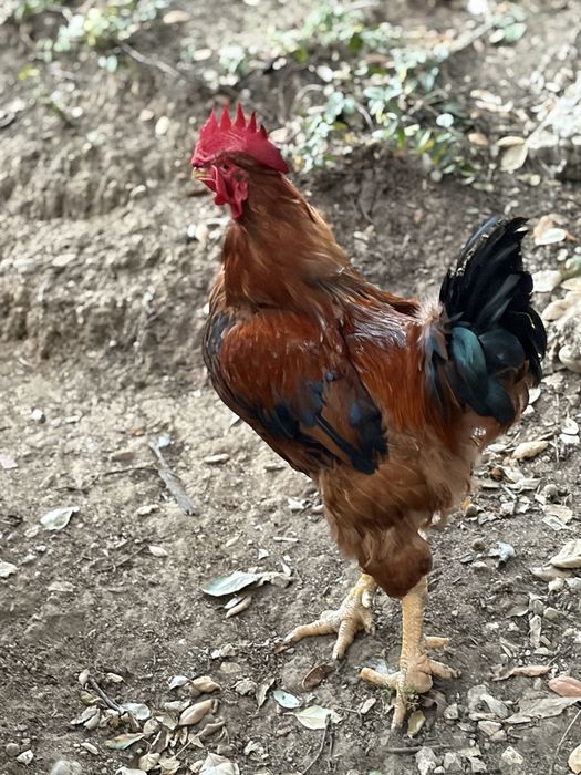 Galo reprotudor