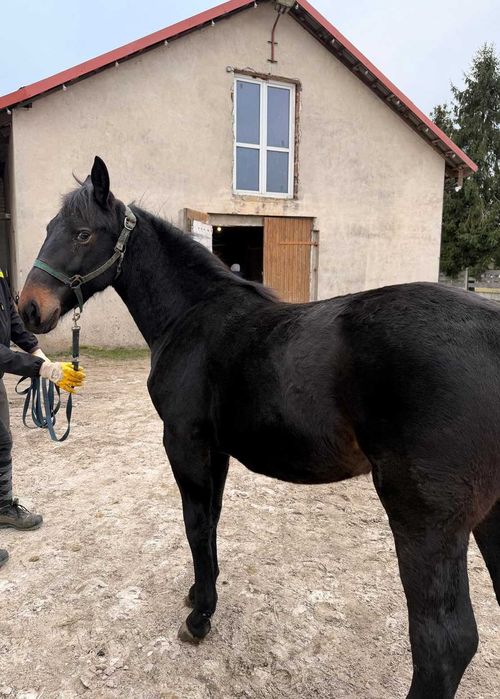 Klacz śląska z 2025