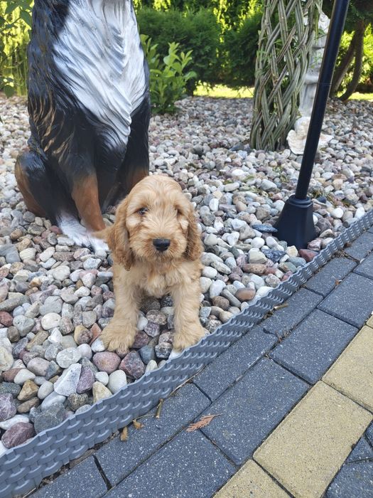Śliczne cockapoo hybryda F1 piesek gotowy do odbioru