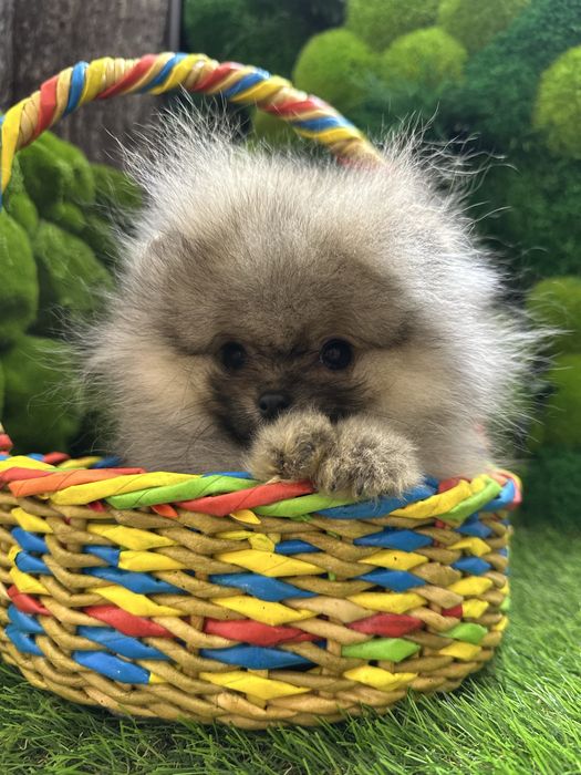 Крошка на долошку,посочка