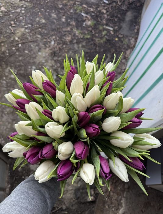 Тюльпани.Букети з тюльпанів до 8 березня