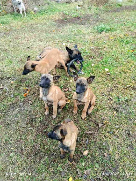 Цуценята Малінуа