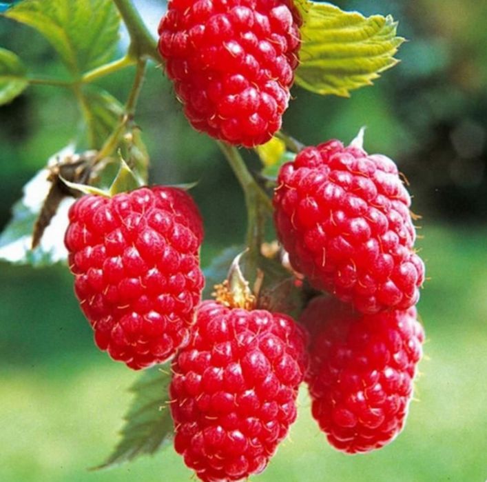 Бесплатно самовывоз навоз