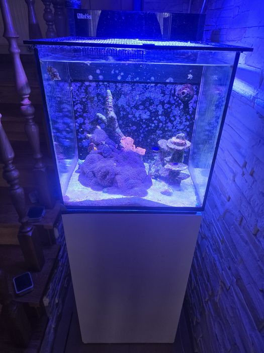 Akwarium morskie ze zwierzętamimi Polecam