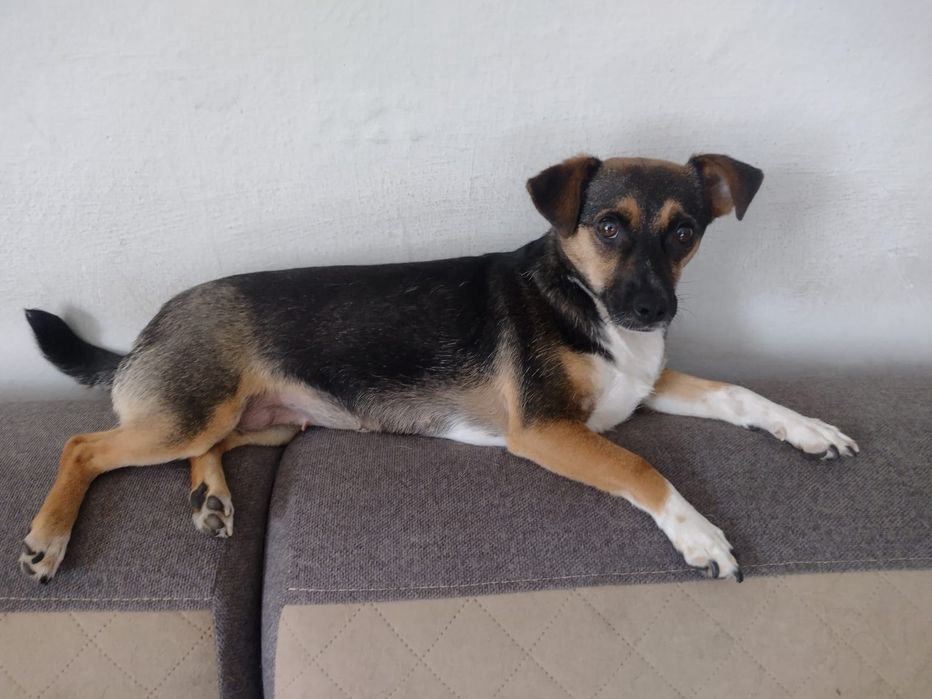Słodka malutka Coco do adopcji