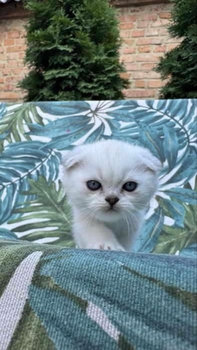 Шотландські кошенята / котенята