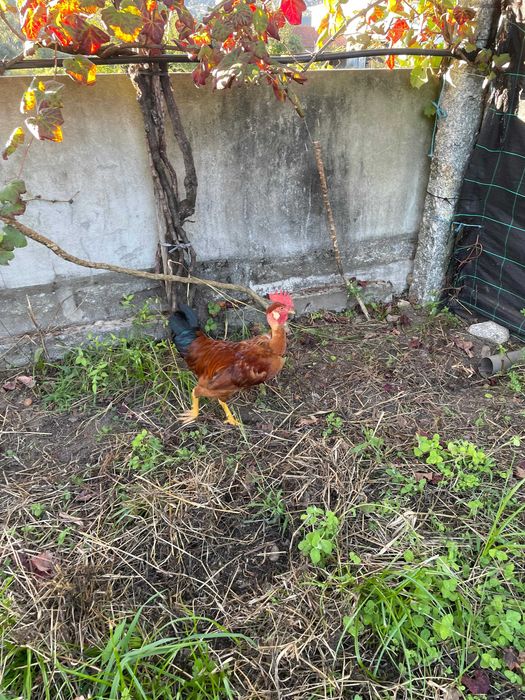 Frango caseiro, de galinhas caseiras