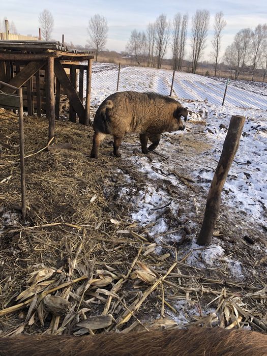Продам  свиноматку. Та кнура