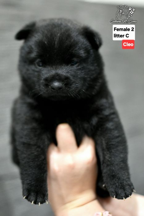 Kai Ken suczka pregowana