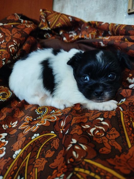 Хлопчик Пекінес.