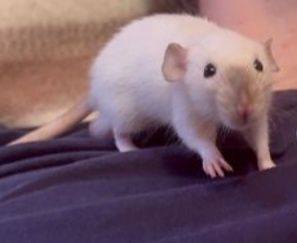 Домашні пацючки Сіамські.