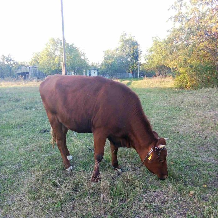 Продам Корову та Телицю