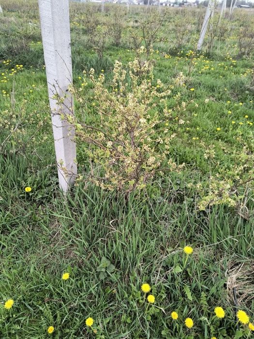 Krzewy borówki amerykańskiej