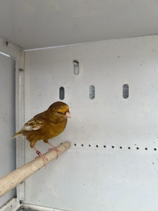 Canários de várias raças