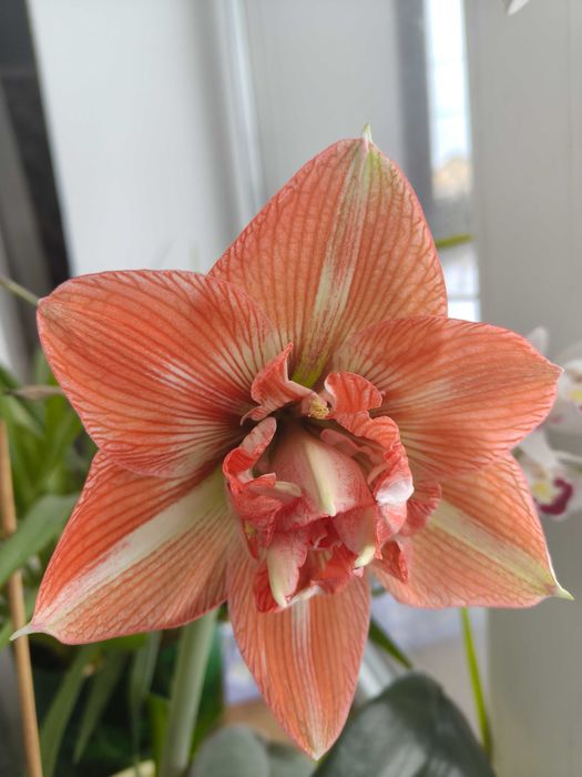 Гіпеаструм/Амариліс