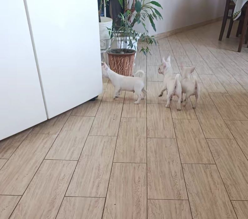 Чіхуахуа — 2 дівчинки та 1 хлопчик