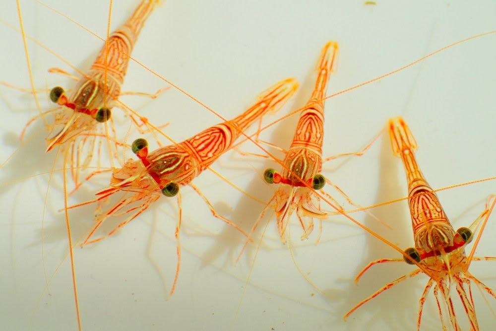 Krewetka Rhynchocinetes durbanensis - akwarium morskie