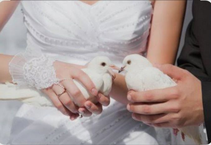 Оренда на свята, весілля