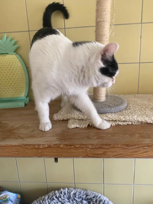 Kochany, młody kocurek Bzik do adopcji!