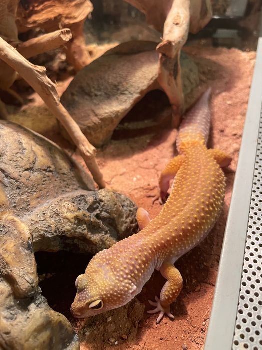 Gekon lamparci dorosła samiczka