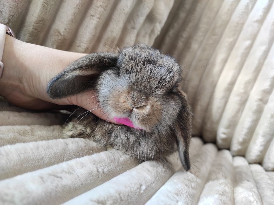 Króliczek Mini Lop Czysta Rasa z Wyprawką