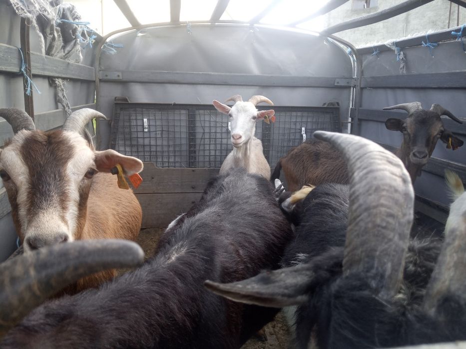 Cabras novas penhas