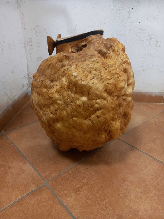 Czeczot Kap,narośl ,rak brzozowy