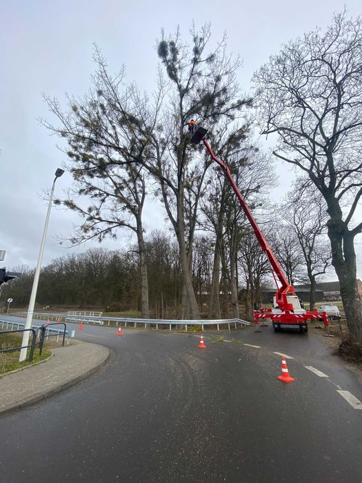 Przycinanie gałęzi z podnośnika wycinka drzew POZNAN