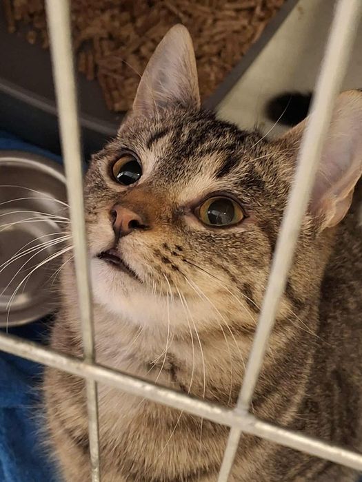 Piekna Szprotka szuka domku